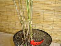 BambusBerlin: Halmaustrieb von Borinda angustissima - Ort: Berlin