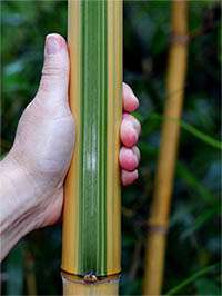 Produkt: BambusBerlin Phyllostachys vivax Huangwenzhu Inversa