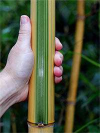 BambusBerlin: Halmdetail von Phyllostachys vivax Huangwenzhu Inversa - Ort: Berlin