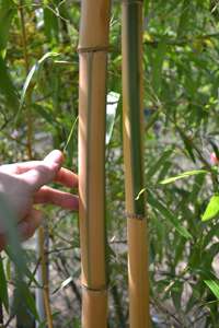 BambusBerlin: Halmdicke von Phyllostachys vivax Huangwenzhu Inversa  nach 3 Jahren - Ort: Berlin