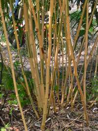 BambusBerlin: Phyllostachys vivax Huangwenzhu Inversa Hain nach 3 Jahren - Ort: Berlin