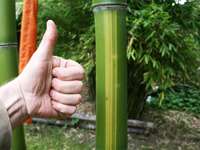 BambusBerlin: Wachstum der Freude macht - Phyllostachys vivax Huangwenzhu - 8 cm Halmdurchmesser - Ort: Berlin