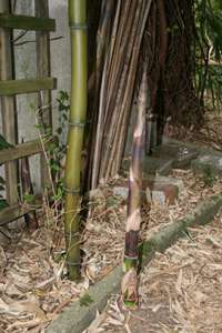 BambusBerlin: Halmaustrieb im Mai 2008 Phyllostachys - Ort: Berlin
