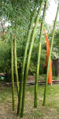 BambusBerlin: Phyllostachys vivax Huangwenzhu - ged�ngt mit Mc-Bambus Langzeitd�nger - Ort: Berlin