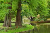 Produkt: BambusBerlin Urwelt-Mammutbaum - Metasequoia glyptostroboides