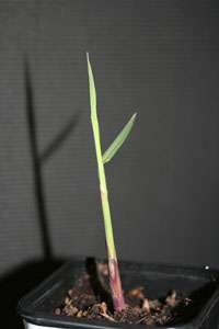 BambusBerlin: Miscanthus Giganteus Riesen Chinaschilf - Ort: Berlin