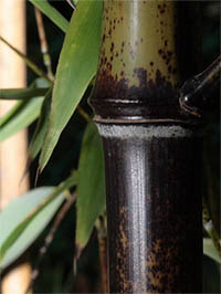 BambusBerlin Detail Halmansicht bei der Umfaerbung.