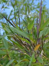 BambusBerlin: Phyllostachys arcana Luteosulcata Bl�te 2014 in der N�he von K�ln - Ort: Berlin