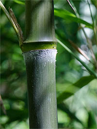 BambusBerlin Phyllostachys atrovaginata - Detailansicht Halm nach dem Austrieb