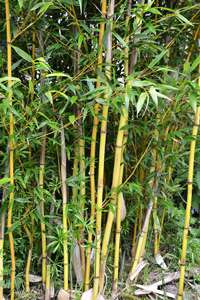 BambusBerlin: Phyllostachys aureosulcata Aureocaulis mit neuen Halmen - Ort: Berlin