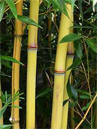 BambusBerlin: Detail vom Bambushalm der Sorte Phyllostachys aureosulcata Aureocaulis - Ort: Berlin BambusBerlin: Detail vom Bambushalm der Sorte Phyllostachys aureosulcata Aureocaulis - Ort: Berlin