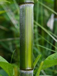 BambusBerlin: Detailansicht vom Bambushalm Phyllostachys aureosulcata harbin - Ort: Berlin