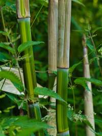 BambusBerlin: Phyllostachys aureosulcata harbin - Ort: Berlin