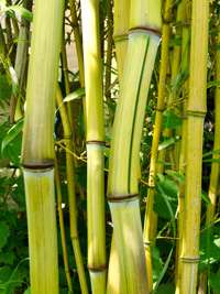 BambusBerlin: Phyllostachys aureosulcata Harbin Inversa - Ort: Berlin