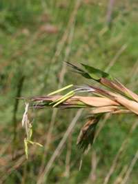 BambusBerlin: Detailansicht der Bambusbl�te 2014 von Phyllostachys kwangsiensis - Ort: Berlin