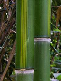 BambusBerlin: Halmzeichnung von der Bambussorte Phyllostachys vivax huangwenzhu - Ort: Berlin