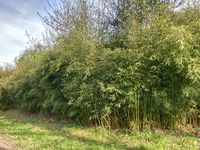 BambusBerlin: Fargesia robusta campbell - Hecke - Ort: Berlin