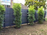 BambusBerlin: Fargesia robusta campbell - Neupflanzung - Ort: Berlin