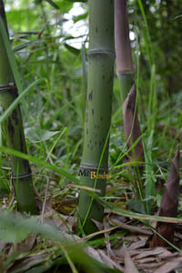 BambusBerlin: Halmaustrieb - schwarzer Bambus  Phyllostachys Nigra - Ort: Berlin
