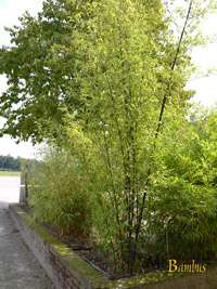 BambusBerlin: Bambushain von Phyllostachys Nigra Punctata - Ort: Berlin