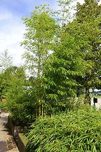 BambusBerlin: Halmaustrieb von Phyllostachys vivax aureocaulis - Ort: Berlin