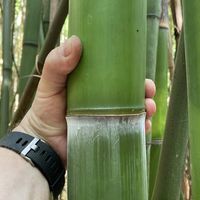 BambusBerlin: Frische Bambusstangen aus heimischem Anbau - nachhaltig & naturbelassen - Halmfarbe grn - Ort: Berlin