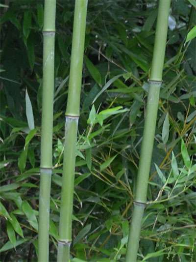 BambusBerlin: Halmansicht von Phyllostachys bissetii - Ort: Berlin