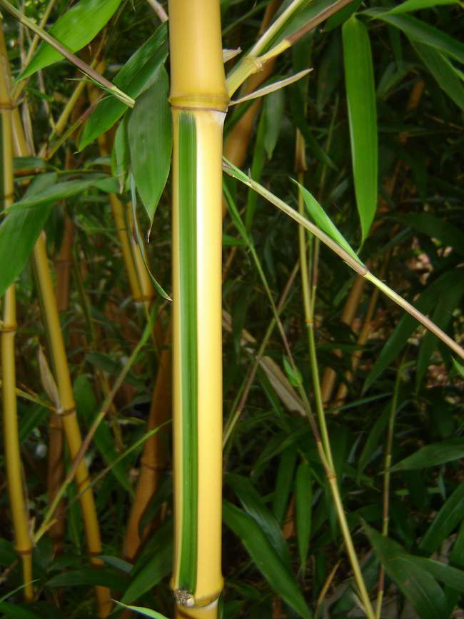BambusBerlin: Phyllostachys bambusoides Castilloni - Detailansicht vom gelbem Halm mit gr�nem Sulcus - Ort: Berlin