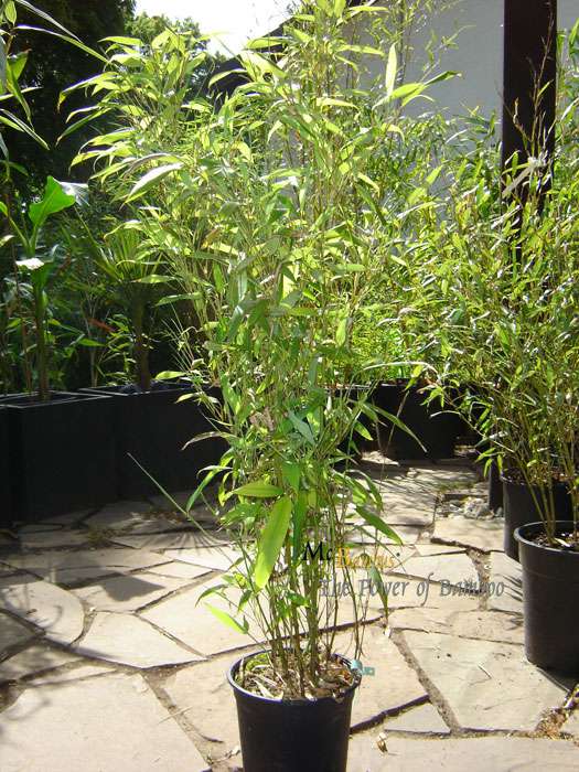 BambusBerlin: Phyllostachys Mannii H�he ca. 80 cm - Ort: Berlin