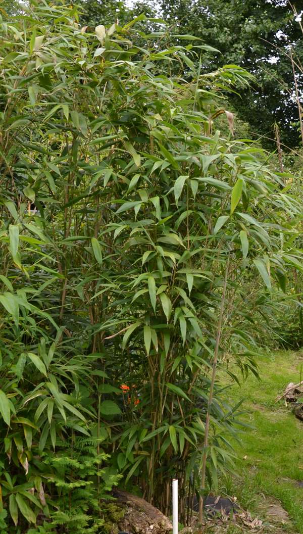 BambusBerlin: Bambushain Pseudosasa Japonica - Ort: Berlin