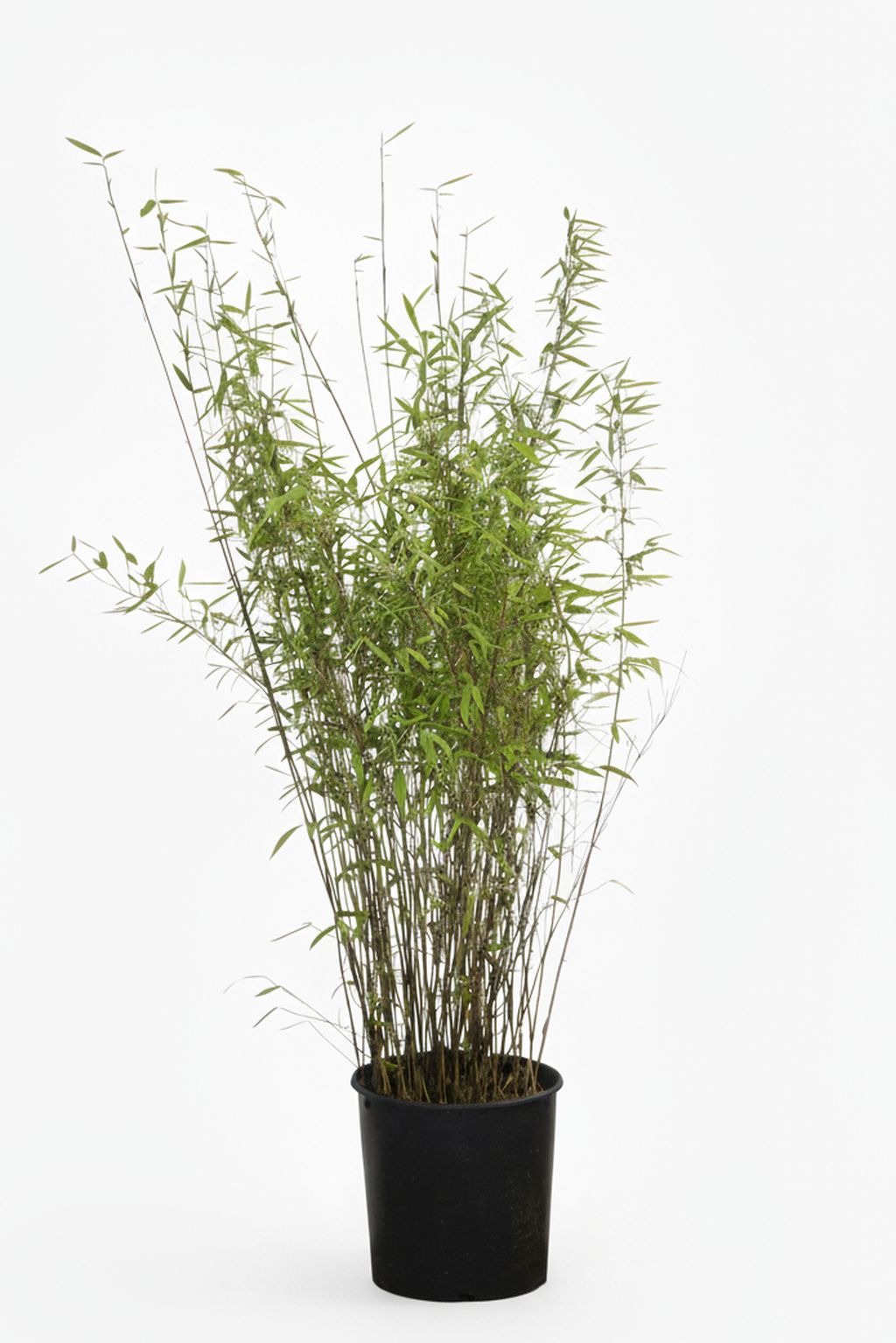 BambusBerlin: Bambus Fargesia Nitida - 15 Liter - 120 cm - Ort: Berlin