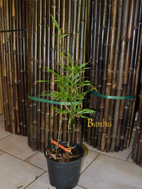 BambusBerlin: Chimonobambusa marmorea - Ort: Berlin