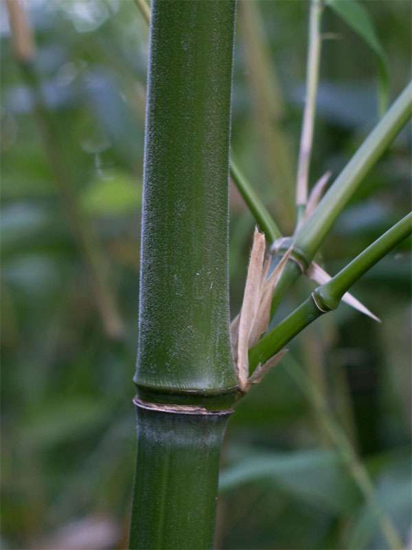 BambusBerlin: Halmdetail von Phyllostachys viridiglaucescens mit der typischen Bemehlung - Ort: Berlin