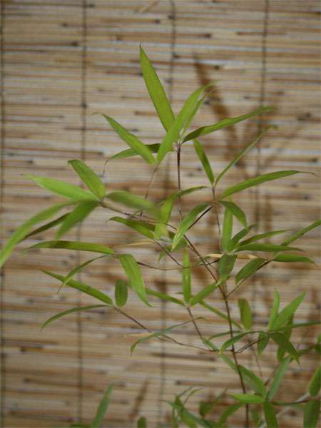 BambusBerlin: Phyllostachys decora - Ort: Berlin