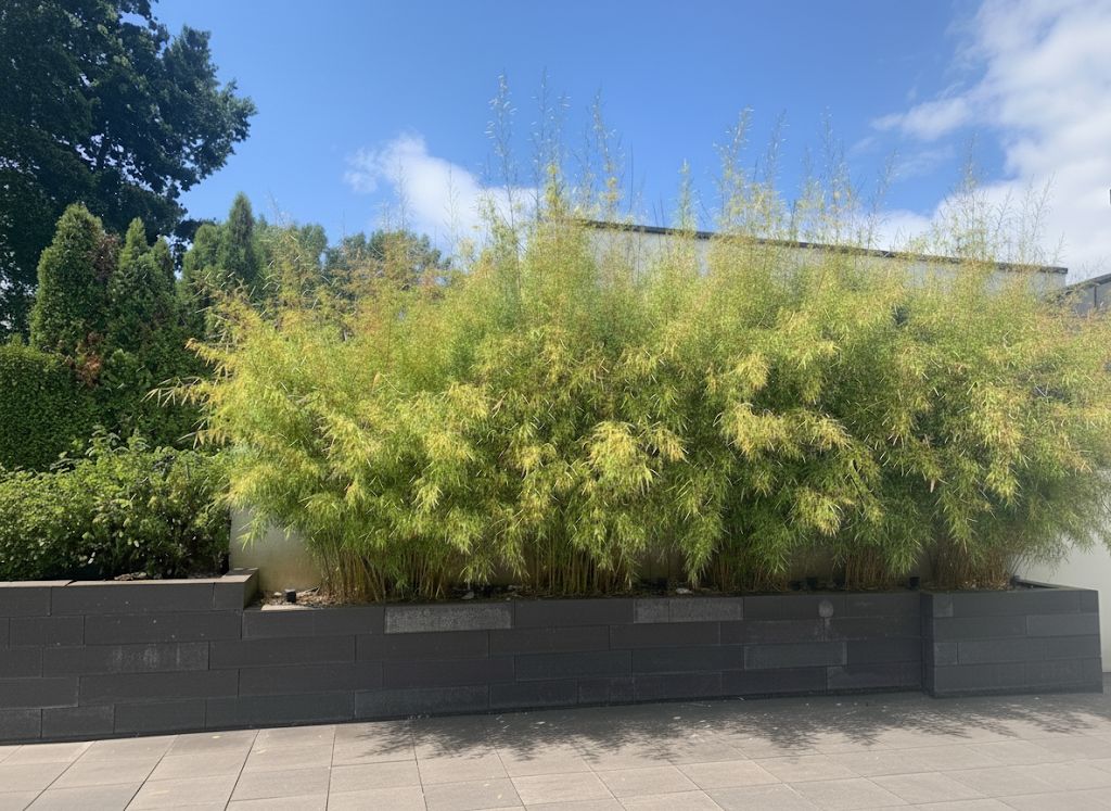 BambusBerlin: Fargesia robusta campbell - Hecke - Ort: Berlin