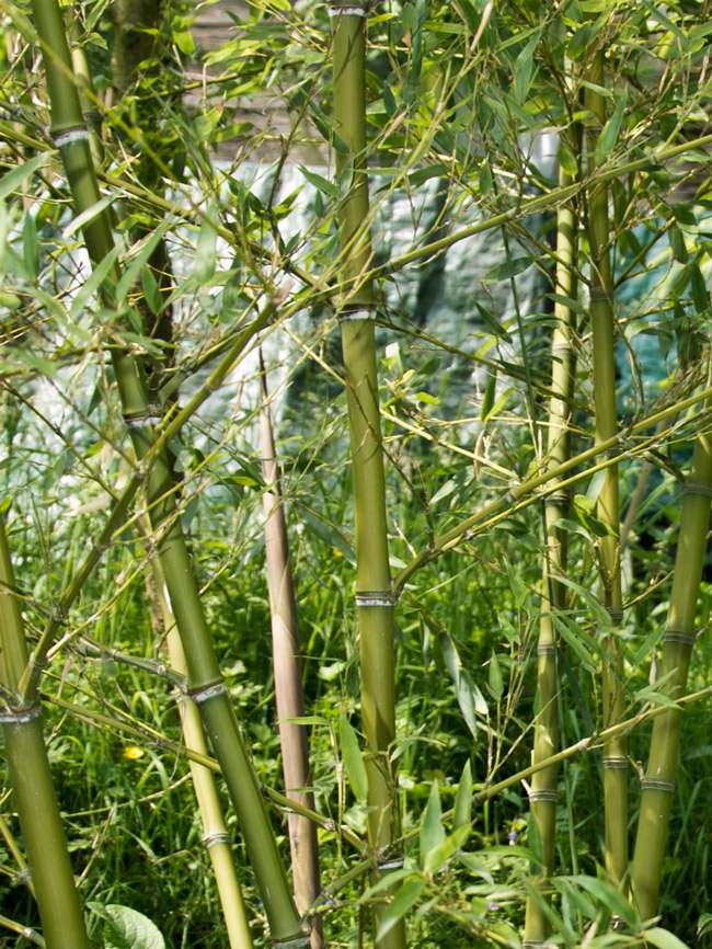 BambusBerlin: Halmdetailansicht von Phyllostachys parvifolia mit dem charakteristische Halmreif unterhalb der Nodie - Ort: Berlin