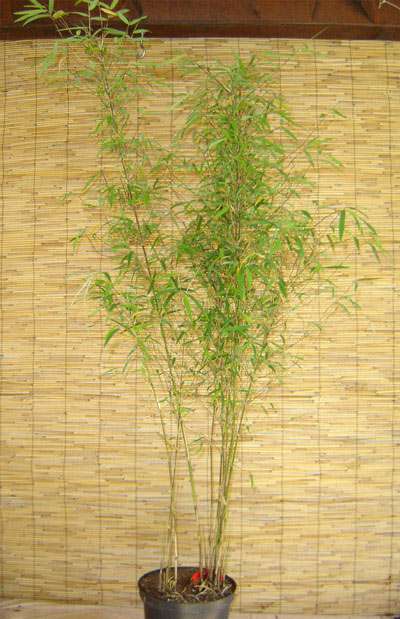 BambusBerlin: Borinda angustissima mit einer Pflanzenh�he 120 cm - Ort: Berlin