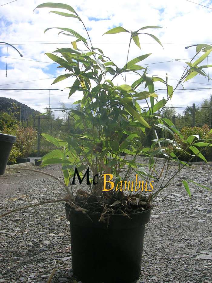 BambusBerlin: Phyllostachys Tip Top varioauriculata: Lieferh�he: ca. 60 cm - Ort: Berlin