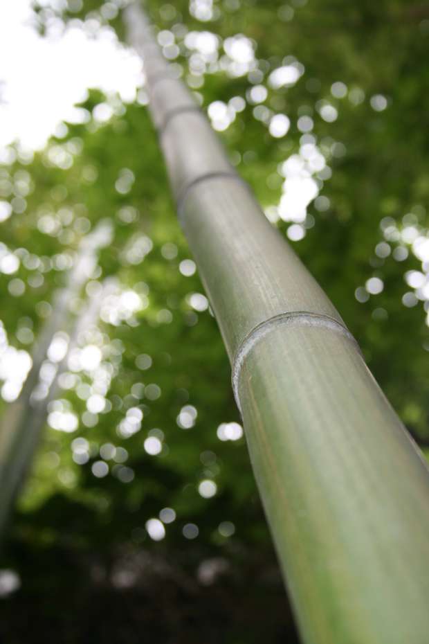 BambusBerlin: Phyllostachys vivax McClure - Ort: Berlin