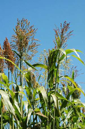 BambusBerlin: Elefantengras - Ort: Berlin