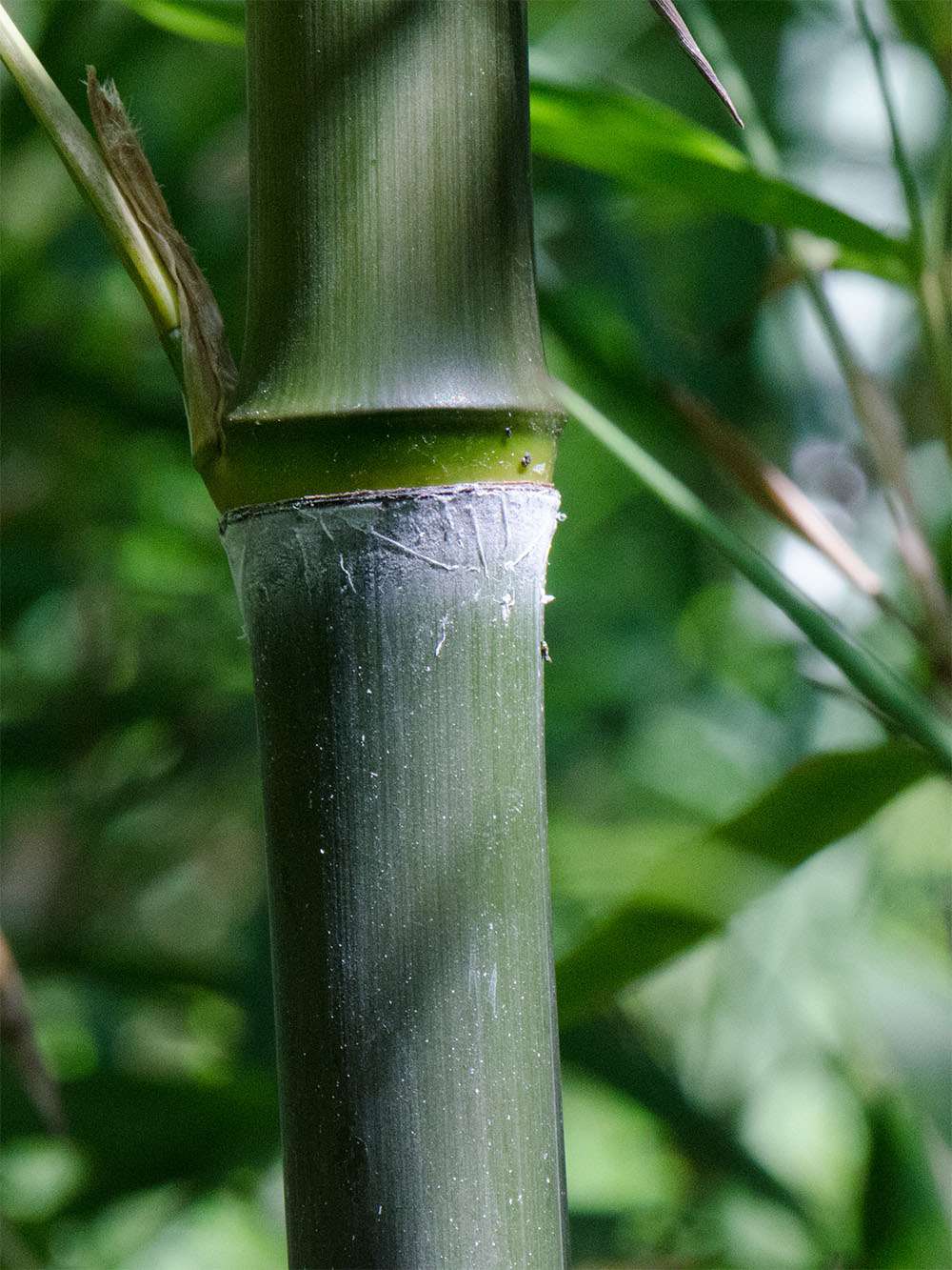 BambusBerlin: Phyllostachys atrovaginata - Detailansicht Halm nach dem Austrieb - Ort: Berlin
