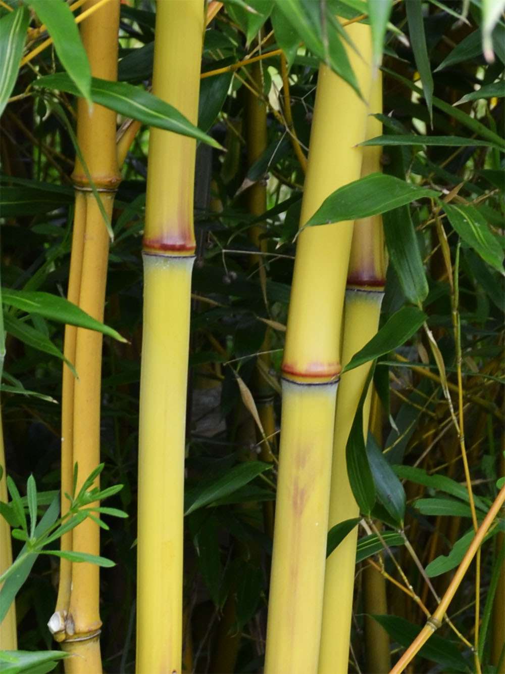 BambusBerlin: Detail vom Bambushalm der Sorte Phyllostachys aureosulcata Aureocaulis - Ort: Berlin