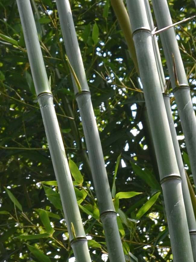 BambusBerlin: Phyllostachys aureosulcata alata - typische olivf�rbung der Halme - Ort: Berlin