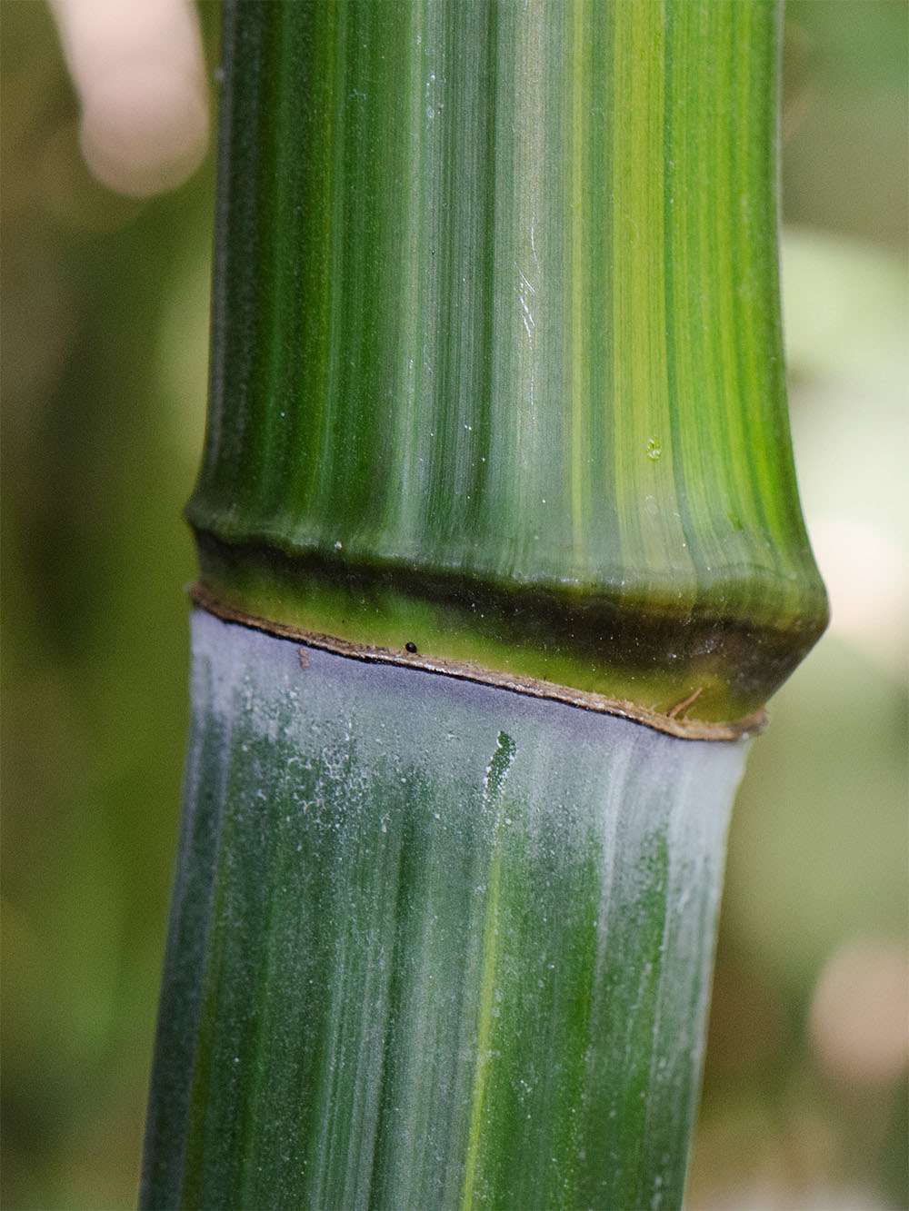 BambusBerlin: Detailansicht vom Bambushalm Phyllostachys aureosulcata harbin - Ort: Berlin