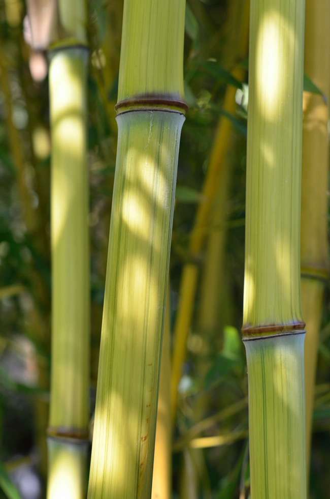 BambusBerlin: Detailansicht vom Bambushalm Phyllostachys aureosulcata harbin inversa - Ort: Berlin
