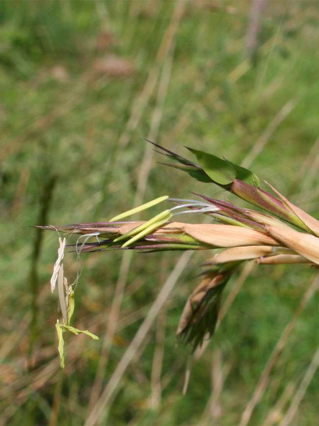 BambusBerlin: Detailansicht der Bambusbl�te 2014 von Phyllostachys kwangsiensis - Ort: Berlin