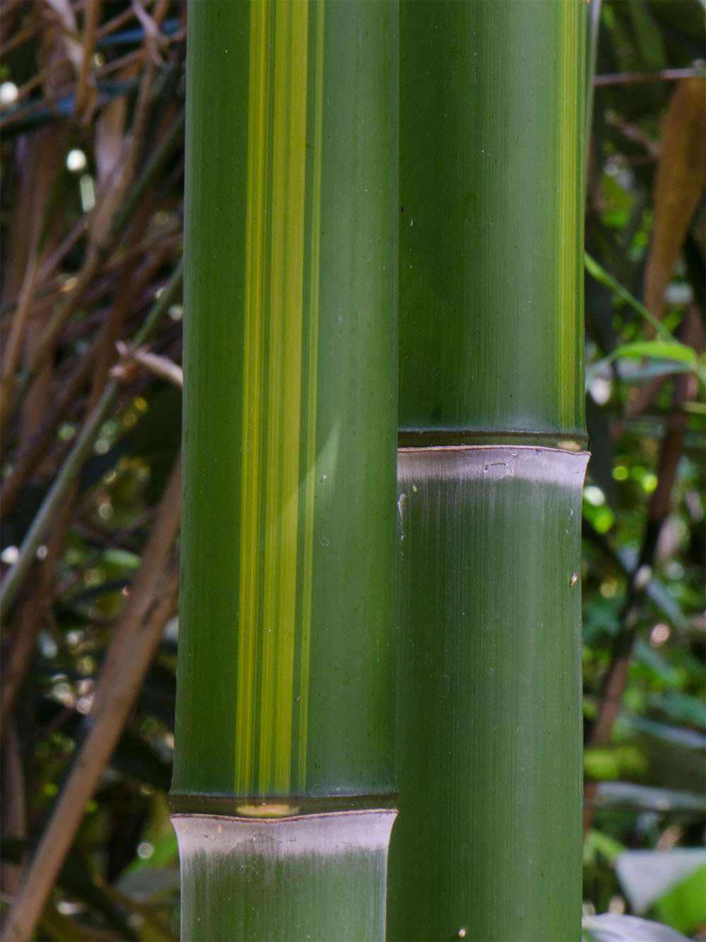 BambusBerlin: Halmzeichnung von der Bambussorte Phyllostachys vivax huangwenzhu - Ort: Berlin