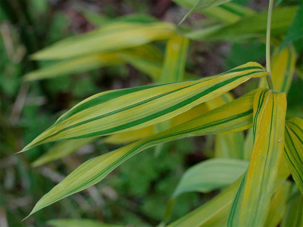 BambusBerlin: Pleioblastus viridistriatus Auricoma - Ort: Berlin