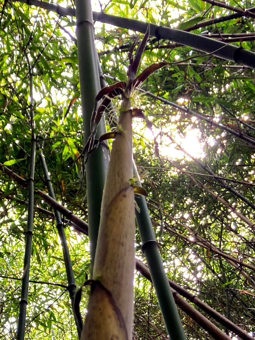 BambusBerlin: Halmaustrieb von Phyllostachys bambusoides - Ort: Berlin