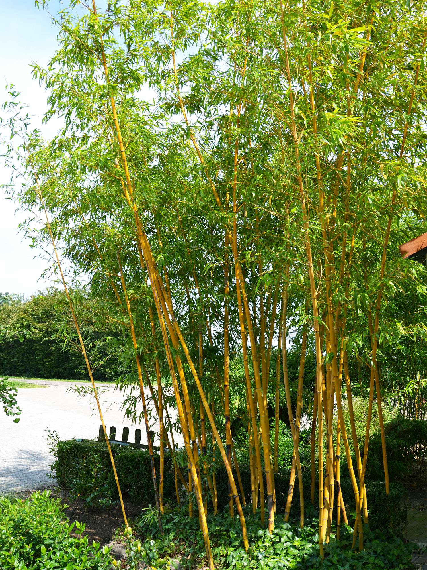 BambusBerlin: Aufnahme von Phyllostachys vivax aureocaulis - Ort: Berlin